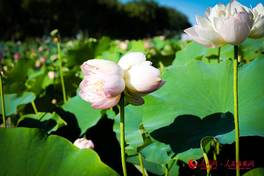 白洋淀中盛開的并蒂蓮。人民網 楊華龍攝